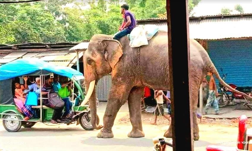 ঠাকুরগাঁওয়ে বিভিন্ন জায়গায় হাতি দিয়ে চাঁদাবাজি