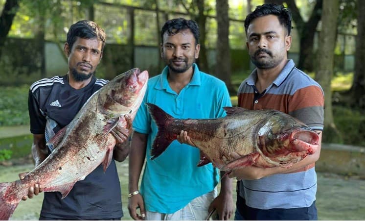 দুর্গাসাগর দিঘিতে বড়শিতে ধরা পড়ল ৩৩ কেজির ব্রিগেড মাছ