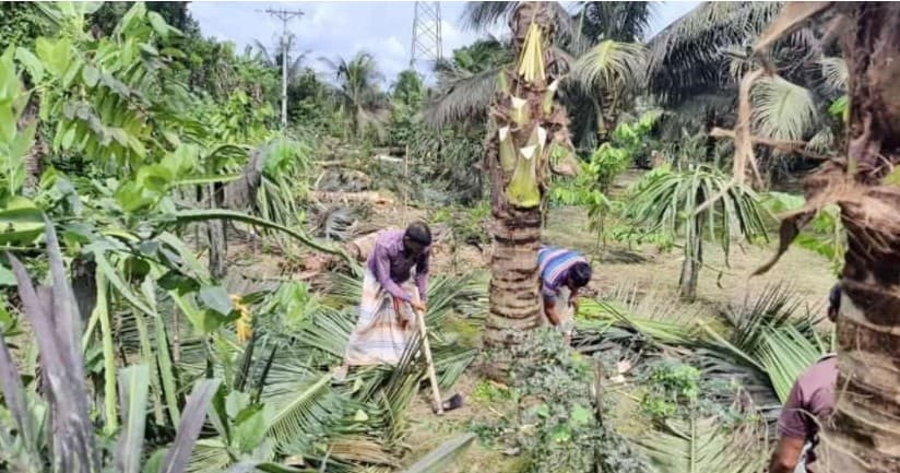 ক্ষোভে বাগানের ১০৭ নারিকেল গাছ কাটলেন জাতীয় পদকপ্রাপ্ত কৃষক