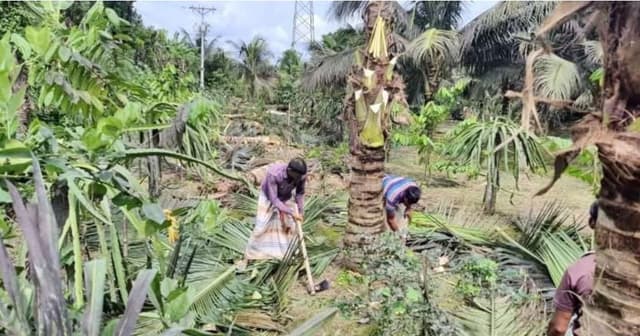 ক্ষোভে বাগানের ১০৭ নারিকেল গাছ কাটলেন জাতীয় পদকপ্রাপ্ত কৃষক