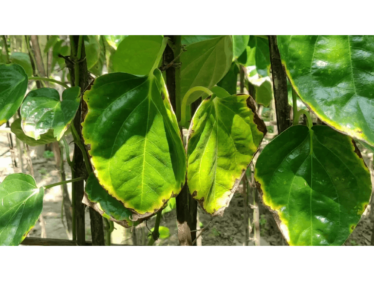 হিলিতে পান পাতায় পচন রোগ, আতঙ্কে পান চাষীরা