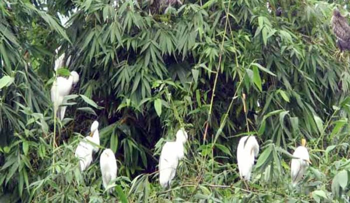 গ্রামের নাম বদলে দিয়েছে পাখি !