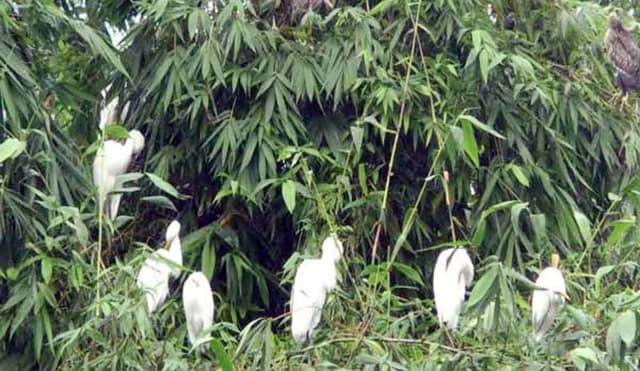 গ্রামের নাম বদলে দিয়েছে পাখি !