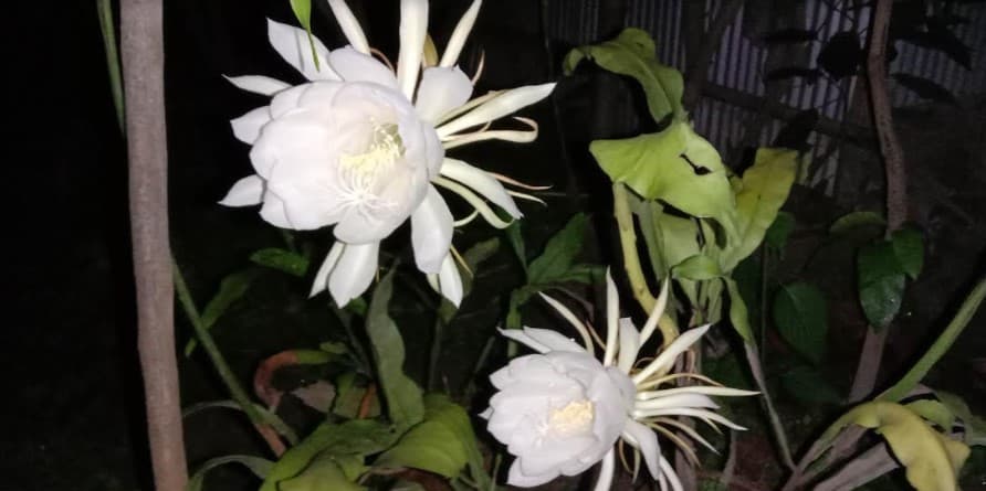 এক রাতে ফুটলো তিনটি ‘নাইট কুইন’