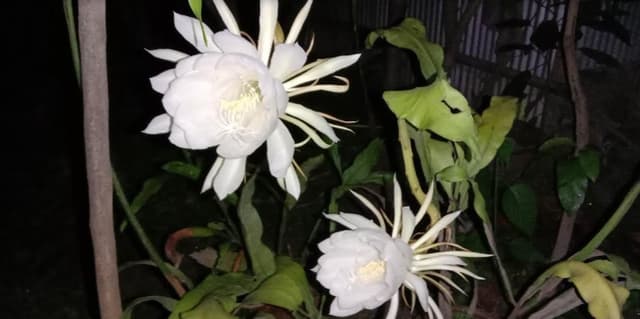 এক রাতে ফুটলো তিনটি ‘নাইট কুইন’