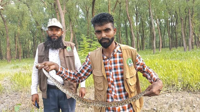 বিষধর বার্মিজ পাইথন উদ্ধার করে খেলার মাঠে অবমুক্ত ! এলাকায় আতঙ্ক
