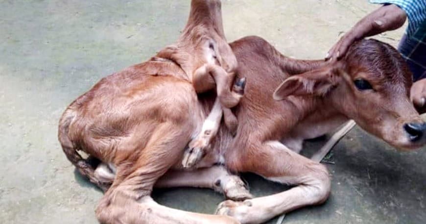 ফেনিতে জন্ম নিলো সাত পাসহ বাছুর