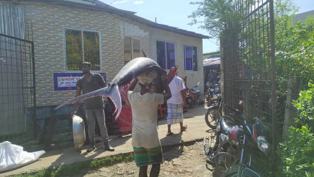 বঙ্গোপসাগরে ধরা পড়ল ৬০ কেজি ওজনের পাখি মাছ