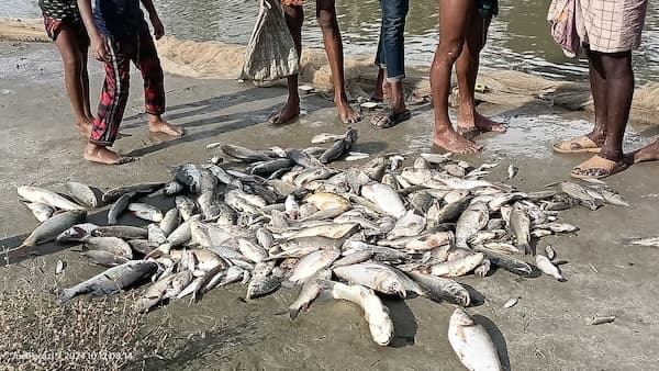 কলাপাড়ায় মাছের ঘেরে বিষ প্রয়োগ: ১০ লক্ষ টাকার ক্ষতি