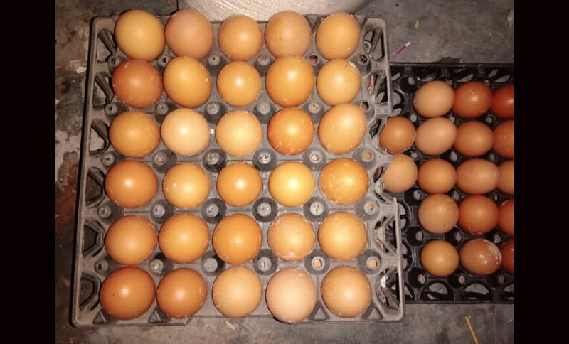 মেহেরপুরে ডিমের দাম দিবসেও বেশি