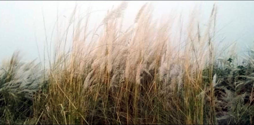 যমুনার চরে শরৎকালে শুভ্রতা ছড়াচ্ছে কাশফুল