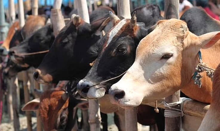 শ্রীলঙ্কায় নিষিদ্ধ হচ্ছে গরু জবাই