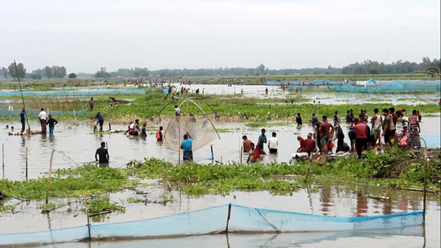 ঠাকুরগাঁওয়ে বুড়ির বাঁধে মাছ ধরার উৎসব, তবে ...