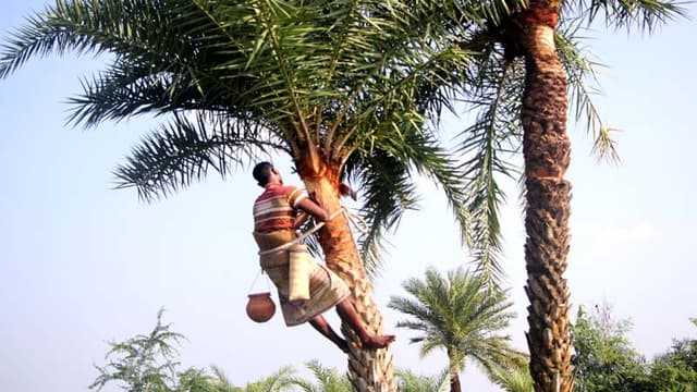 শীতের আগমনী বার্তায় আত্রাইয়ে রস সংগ্রহে ব্যস্ত গাছিরা