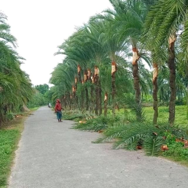 ঝিনাইদহে খেজুরগাছ চাষীরা মহাব্যস্ত খেজুরগাছ পরিচর্যায়