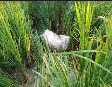নিখোঁজের ৪দিন পরে শিশু বস্তাবন্দী লাশ উদ্ধার