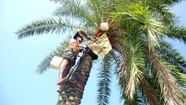 শীতের আগমনী বার্তায় আত্রাইয়ে খেজুর রস সংগ্রহে ব্যস্ত গাছিরা