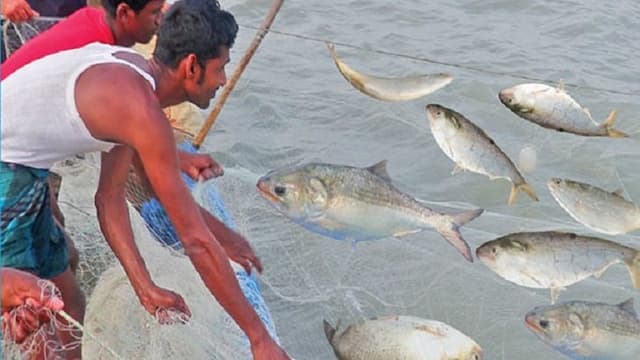নিষেধাজ্ঞা শেষে মধ্যরাত থেকে ইলিশ ধরা শুরু