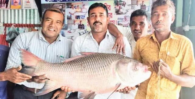 পদ্মায় জেলের জালে ১৬ কেজির কাতল