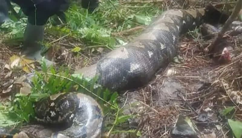 নিখোঁজ নারীর সন্ধান মিললো অজগরের পেটে !