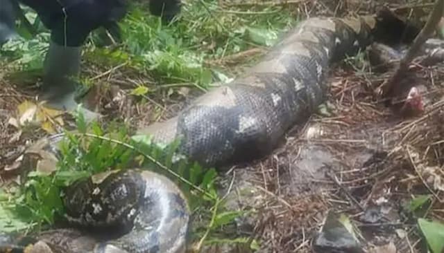 নিখোঁজ নারীর সন্ধান মিললো অজগরের পেটে !