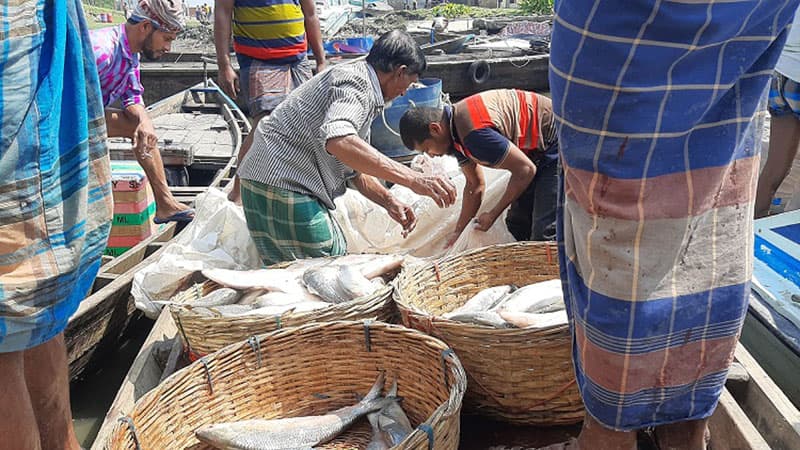 নিষেধাজ্ঞা শেষে বরিশালের বাজারে দেখা মিলছে ইলিশ