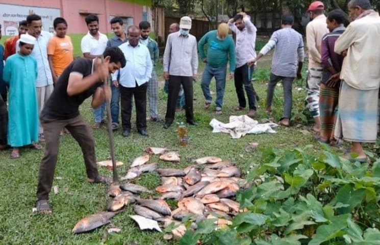 ভূরুঙ্গামারীতে আড়াই মণ নিষিদ্ধ পিরানহা জব্দ
