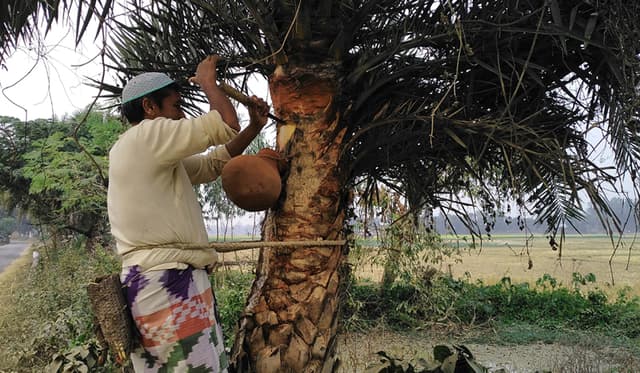 নওগাঁয় গাছে নলি গাঁথায় ব্যস্ত গাছিরা