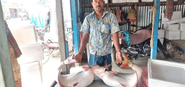 পদ্মায় জেলের জালে ২ পাঙ্গাস, বিক্রি ৫২ হাজারে