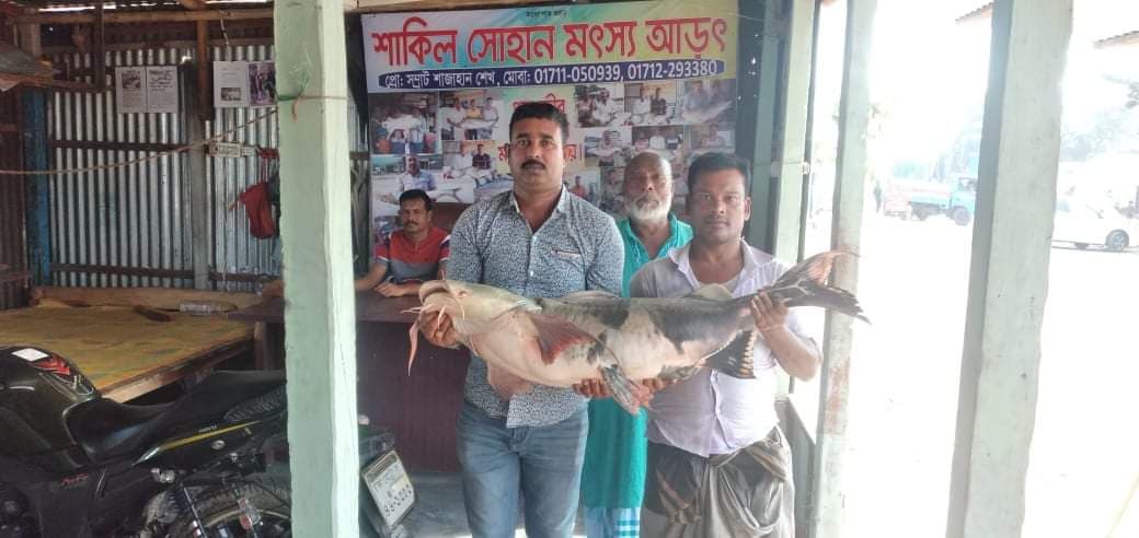 জেলের জালে ২৫ কেজির বাগাইড়, বিক্রি ৩২ হাজারে