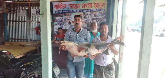 জেলের জালে ২৫ কেজির বাগাইড়, বিক্রি ৩২ হাজারে