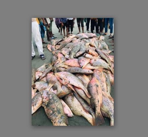 সেন্টমার্টিন সাগরে একটানেই ৭ লাখ টাকার রাঙ্গা কোরাল মাছ!