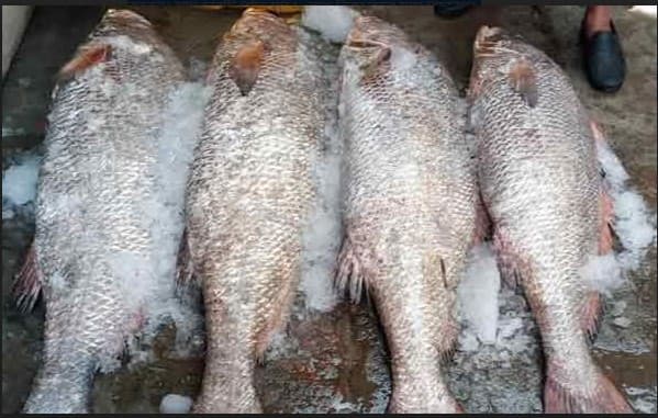 চারটি ভোল মাছের দাম ১৬ লাখ টাকা!