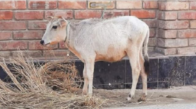 দেশের সবচেয়ে ছোট গরু এখন 'মাফিন'