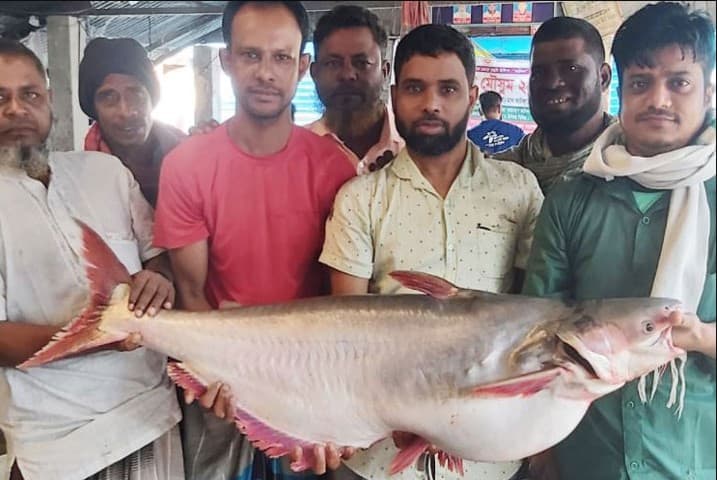 ২৬ কেজি ওজনের পাঙাশ ধরা পড়ল পদ্মায়