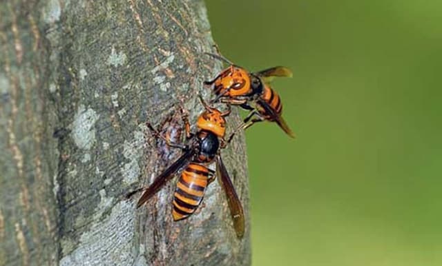 নৌকার গণমিছিলে ভিমরুলের আক্রমণ, আহত অর্ধশত