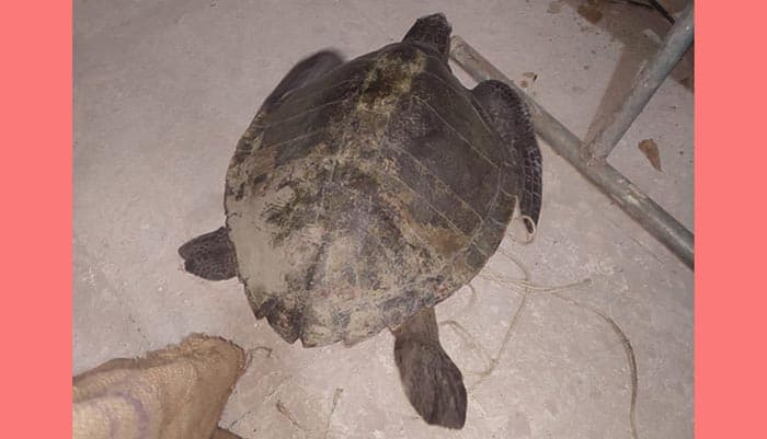 ৩৪ কেজির বিশালাকৃতির কচ্ছপের ঠাঁই হলো কীর্তনখোলায়