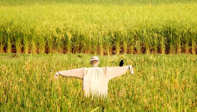 ফসল সুরক্ষায় ঐতিহ্যের স্মারক হয়ে দাঁড়িয়ে কাকতাড়ুয়া