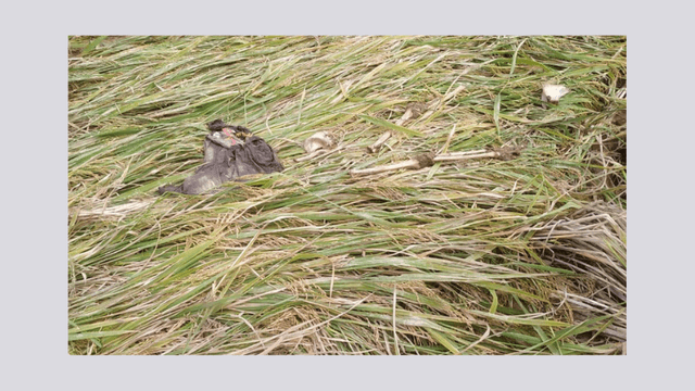 নওগাঁর ধান ক্ষেতে এসএসসি পরীক্ষার্থীর অর্ধগলিত মরদেহ উদ্ধার