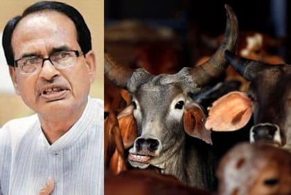 গোমূত্র-গোবরই অর্থনীতিকে আরও শক্তিশালী করবে: মুখ্যমন্ত্রী