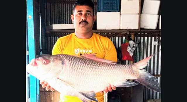 ১৮ কেজির এক কাতল ৩০ হাজারে বিক্রি