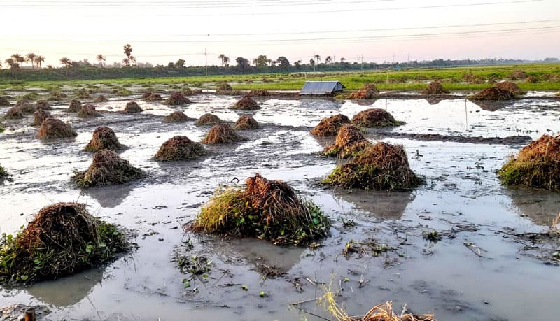 আত্রাইয়ের কৃষকের গলার কাটা জমির আগাছা