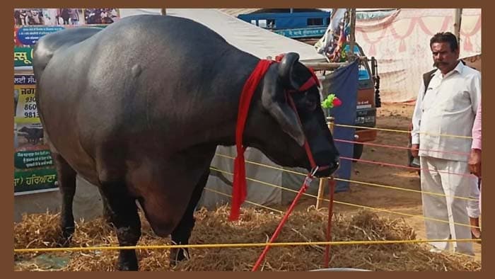 মহিষের বীর্য বিক্রি করে মাসে ৭ লাখ আয়!