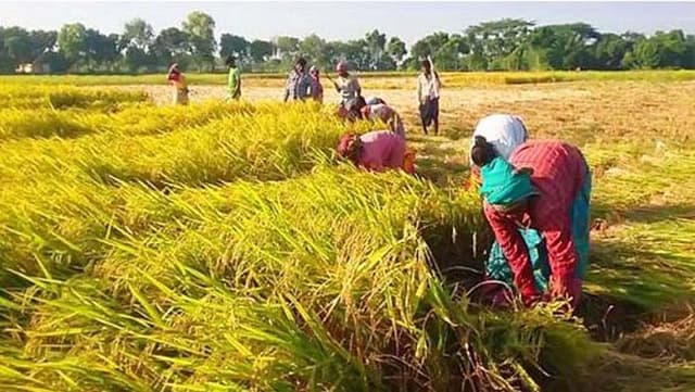 আশশুনিতে আমন ধানের মৌ-মৌ গন্ধে কৃষকদের মুখে হাসি