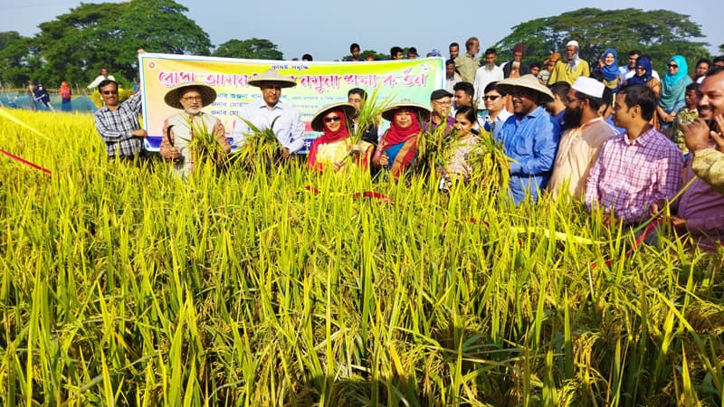 নেত্রকোণায় ধান কেটে নবান্ন উৎসবের উদ্বোধন