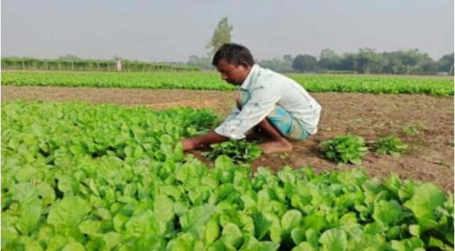 ঠাকুরগাঁওয়ের বাজারে শীতকালীন আগাম সবজি