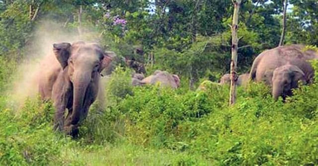 বারেক টিলায় হাতি আতঙ্কে সীমান্তবাসী !
