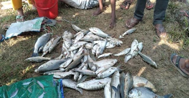 হিলিতে পূর্ব শত্রুতার জেরে বিষ প্রয়োগে পুকুরের মাছ নিধন