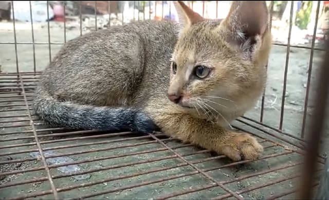 কলাপাড়ায় মাছের ঘের থেকে মেছো বাঘ উদ্ধার