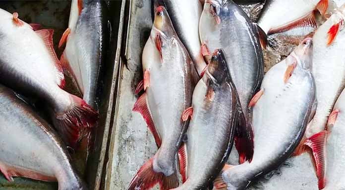 সবচেয়ে কম দামের পাঙাশও ২০০ টাকা কেজি